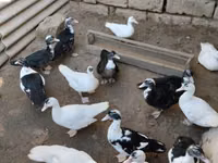 Ducks — foto 2