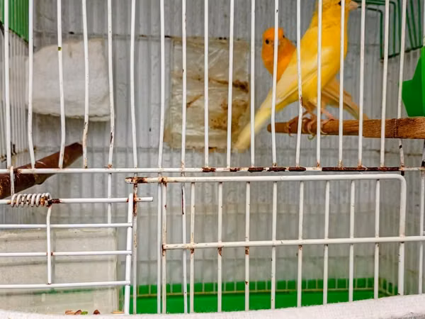 Buqiymete quşlar az az tapılır kök renginde erkek limon renginde maya