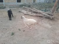 Sheep (batch, sex not specified), Sheep — photo 1