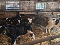 Býk, Russian Black pied cattle — foto 3