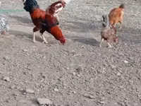 Chickens — Foto 3