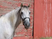 Cavalo, Tennessee Walking Horse — foto 4