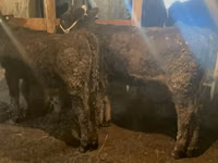 காளை, Swiss cattle — புகைப்படம் 8