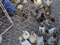 Chickens — foto 2