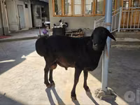 Bélier, Moutons — photo 1