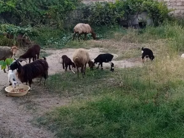 Ovce, Ovce