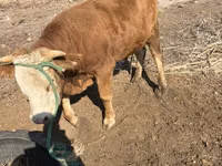 காளை, Swiss cattle — புகைப்படம் 2