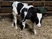 Byk, Russian Black pied cattle — zdjęcie 1