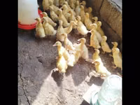Německý pekin — foto 4