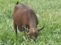 Koza, Irish goat — zdjęcie 8
