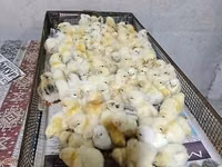 Chickens — Foto 1