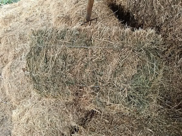 Camellos (lote, sexo no especificado), Camellos