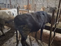 Buqa, Aberdin – Angus — 7-rasm