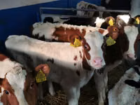 Toro, Simmental cattle — foto 1