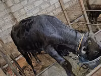 Buqa, Aberdin – Angus — 1-rasm