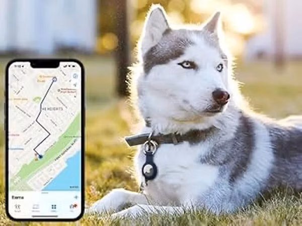 🐶🐱 İt və pişiklər üçün GPS izləmə cihazı Sevimli dostunuzun yerini