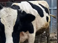 Bulle, Russian Black pied cattle — Foto 2