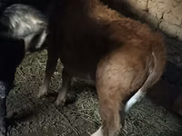 பசு, மாடுகள் — புகைப்படம் 5