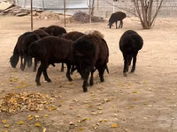 公羊, Sheep — 照片 3