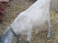 山羊（批次，未指定性别）, Goats — 照片 2