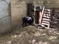 عنزة, Murcia-Granada goats — الصورة 5