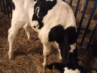 Buqa, Russian Black pied cattle — 3-rasm