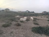 Koza, Kozy — foto 2