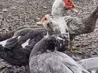 pato criollo doméstico — foto 4