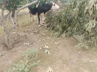 ძროხა, Simmental cattle — ფოტო 5