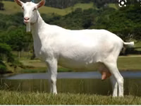 Kozioł, Saanen goat — zdjęcie 4