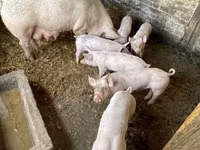Sow, Pigs — photo 2