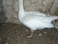 Geese — foto 3