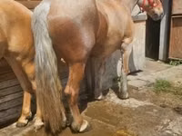 Jument, Chevaux — photo 4