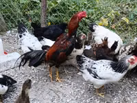 Chickens — foto 2