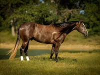 雄馬, Quarter Horse — 写真 1