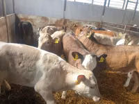 Bulle, Simmental cattle — Foto 2