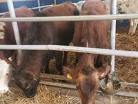 Taureau, Simmental cattle — photo 6