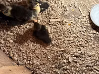 Domestic Muscovy — photo 2