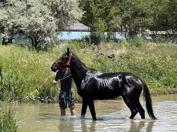 Cheval, Karachay horse