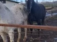 At, Lipizzaner — foto 2