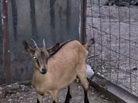Koza, Alpine goat — zdjęcie 2