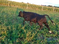 Buğa, Mal-qara — foto 5