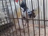 Chickens — Foto 1