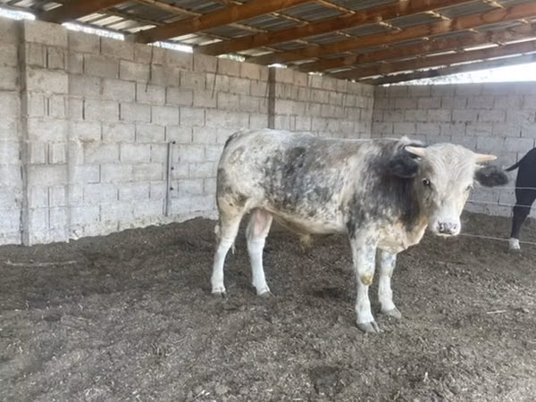 Buğa, Belçika mavi