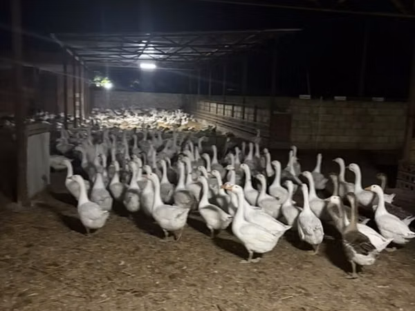 Geese