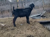 ஆண் வெள்ளாடு, Anatolian Black goats — புகைப்படம் 5