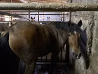Yegua, Caballos — foto 1