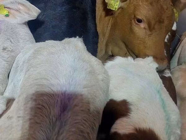 Boğa, Simmental cattle