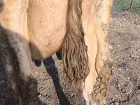 Сиыр, Swiss cattle — 1-сурет