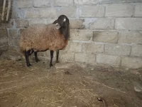 Bélier, Moutons — photo 2